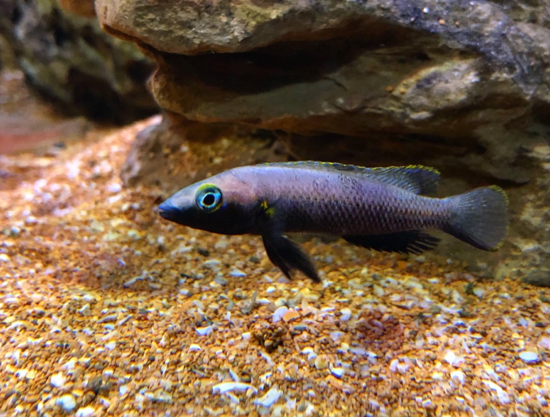 Neolamprologus nigriventris